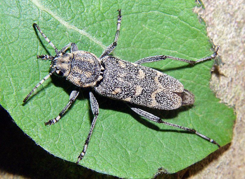 Xylotrechus pantherinus_female.JPG