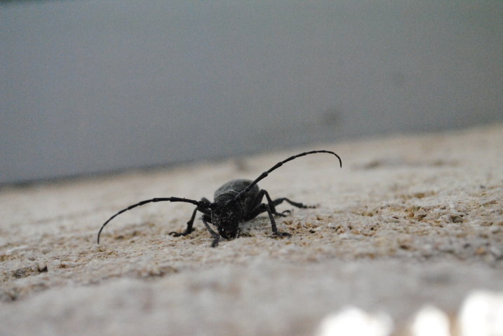 DSC_0991 (FILEminimizer).JPG