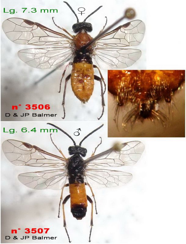 n° 3506 F + 3507 M - Image.jpg