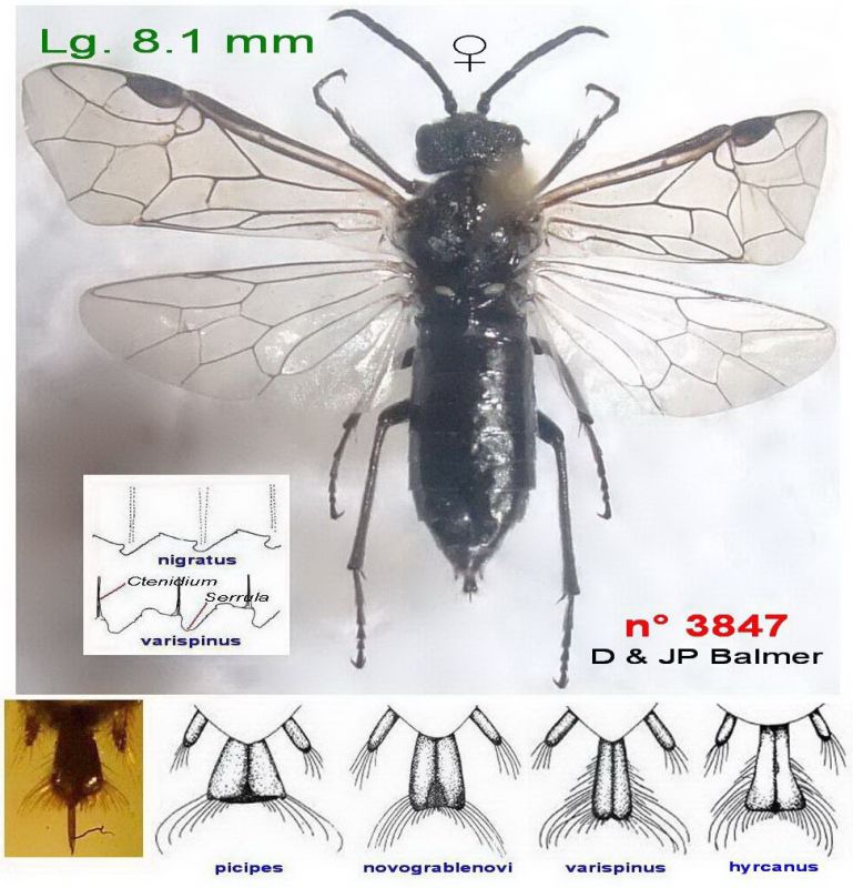 15a - n° 3847 F - Images - Image.jpg