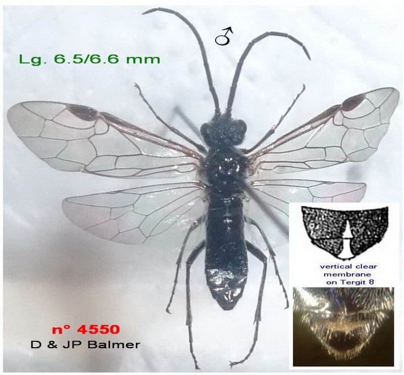 17a - n° 4550 M - Images - Image.jpg