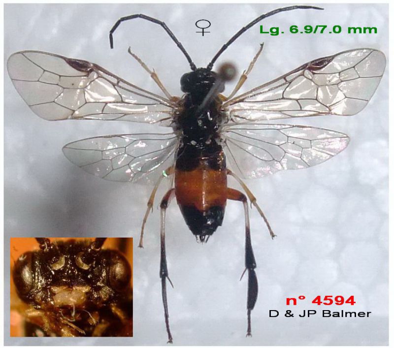 19 - n° 4594 F - Images - Image.jpg