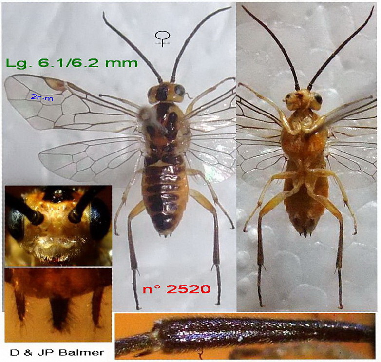 20g - n° 2520 F - Images - Image.jpg