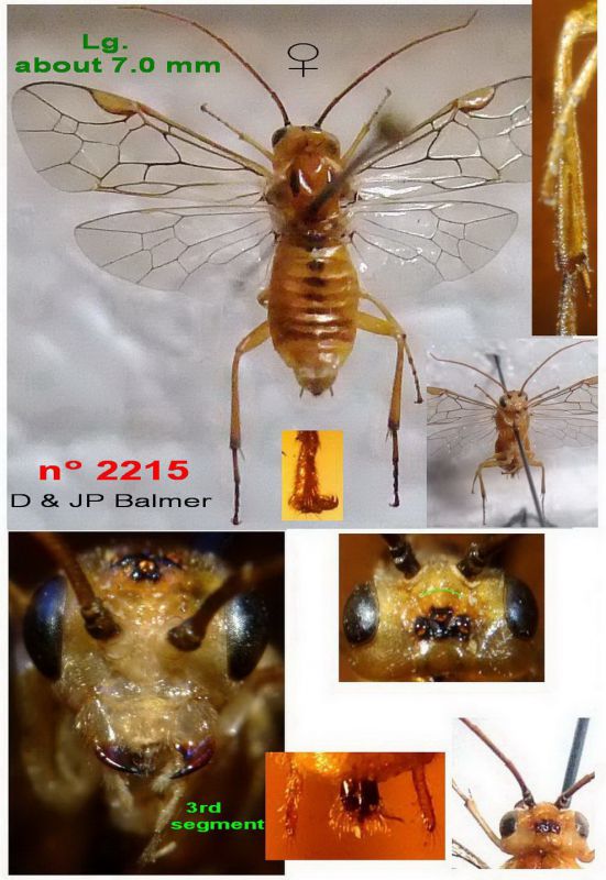 20d - n° 2215 F - Images - Image - Lg. 990.jpg