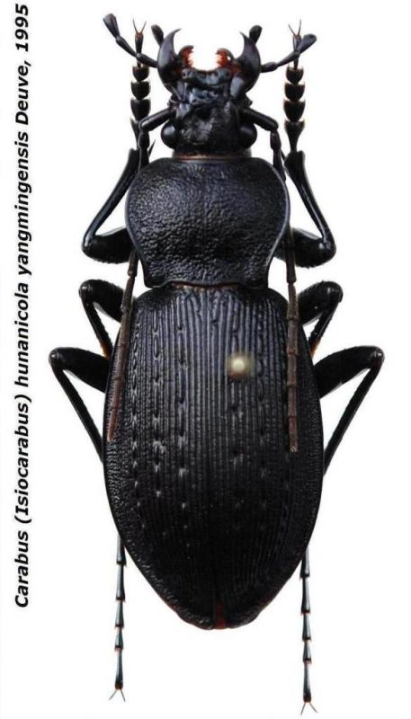 Carabus %28Isiocarabus%29 hunanicola yangmingensis Deuve%2C 1995.jpg