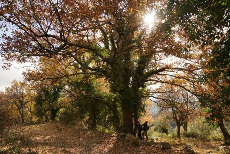 quercedera.jpg