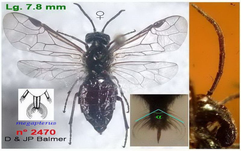 n° 2470 F - Images - Image légendée.jpg