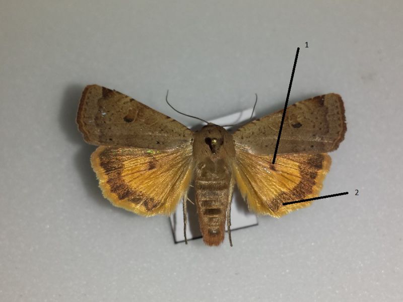 20120615 Noctua .jpg