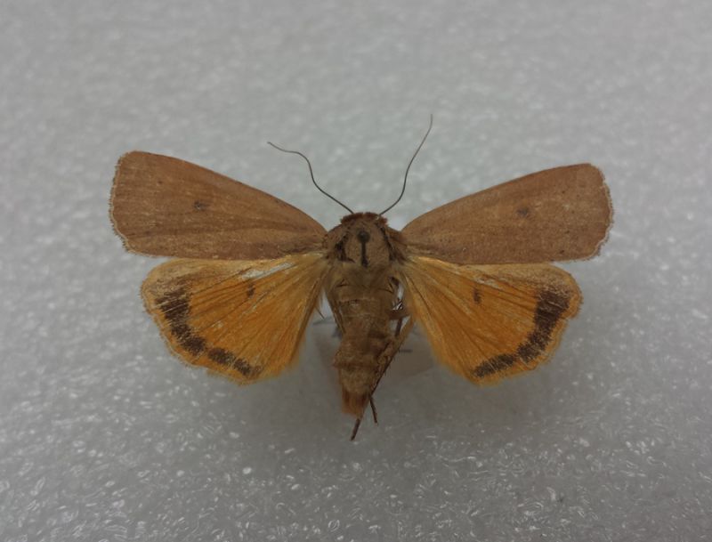 20141112 Noctua comes ♂ Tremestieri etneo.jpg