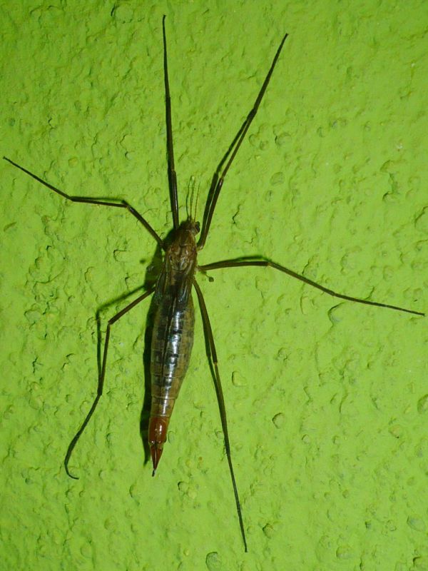 IMG_9899fb P1170961.JPG