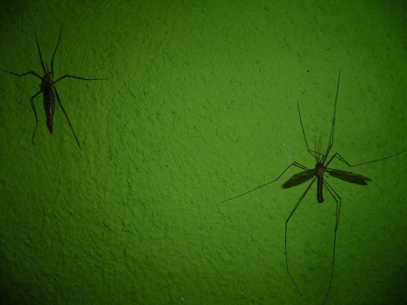 IMG_9899fb P1170965.jpg