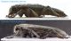 Ph.(C.).georgiana-vs.-Ph.(C.)antoniae-lateral-view.jpg