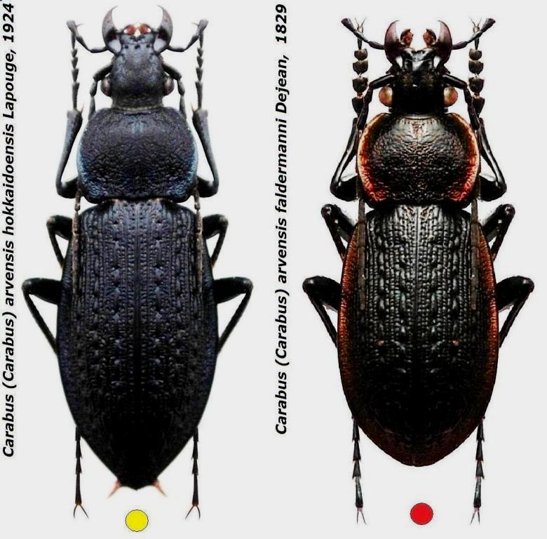 Carabus (Carabus) arvensis ssp..jpg