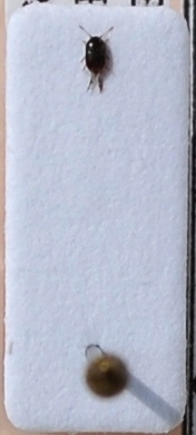 Acrotrichis sp. (Ptilidae).JPG