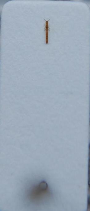 Leptotyphlus villacidrinus Fancello, Hernando & Leo, 2009.jpg