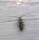 Phymatodes Testaceus copia.jpg
