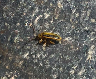 Schermata 2016-08-17 alle 13.55.04.png