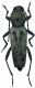 IMG_1279 chlorophorus glaucus 3 ok.jpg