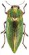 1 LATIPALPIS PLANA WB.jpg
