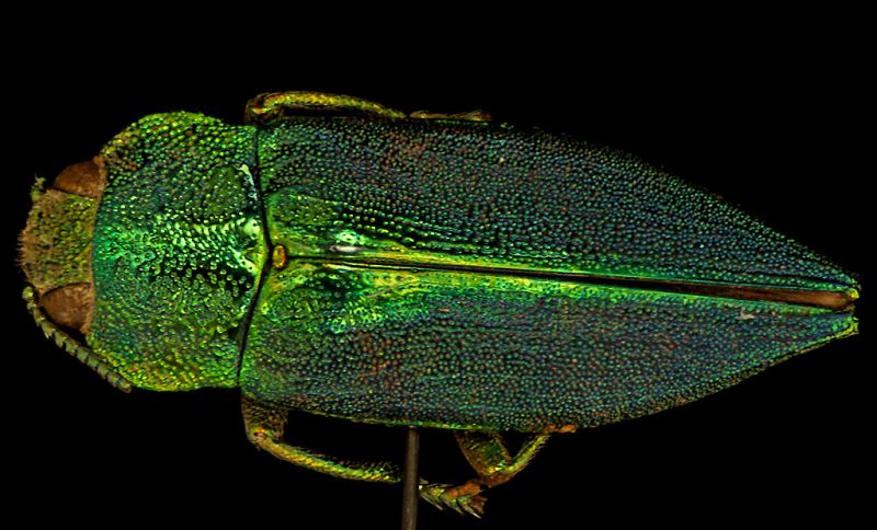 Latipalpis plana 1024x620.jpg