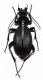 Aplothorax burchelli Waterhouse, 1841 Santa Elena isl.JPG