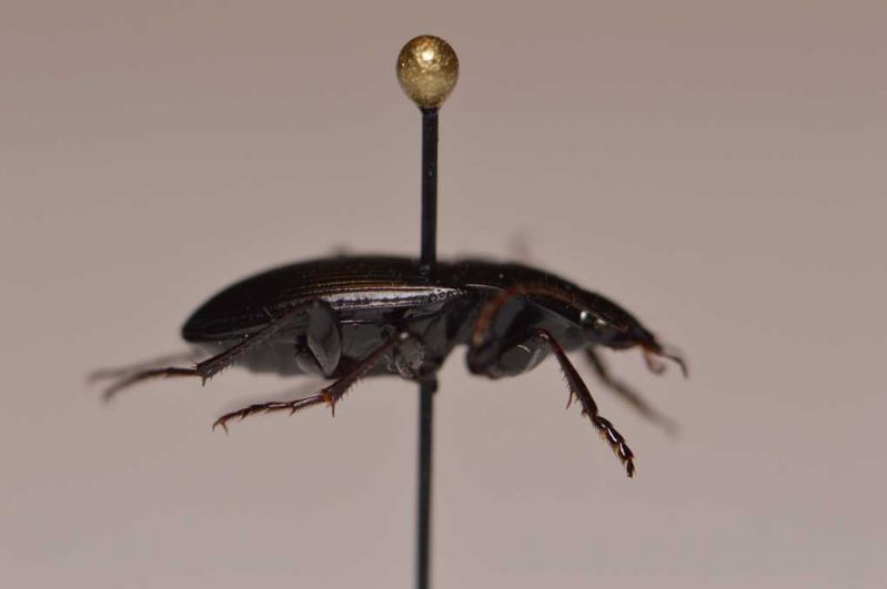 Carabidae.jpg