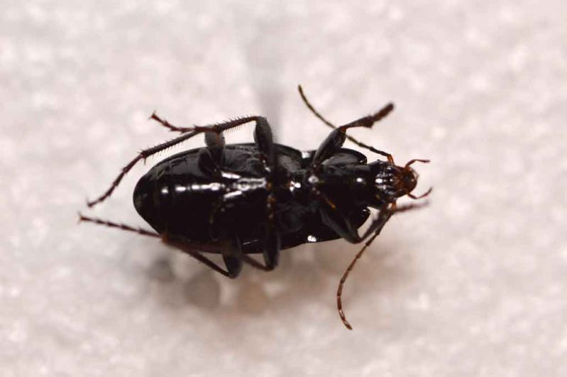 Carabidae3.jpg