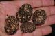 BozzoliCetonischema SaliceDSC_0807RID.jpg