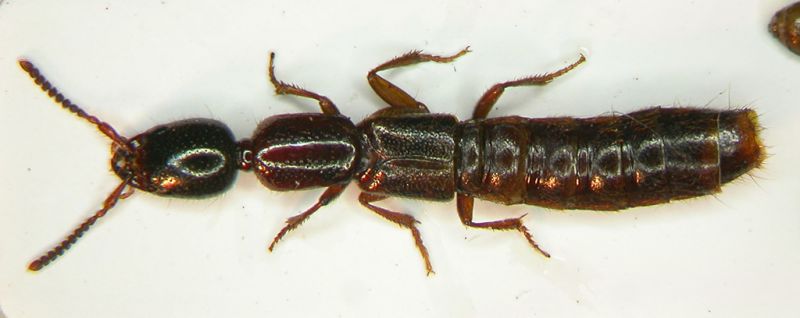 Xantholinus.jpg