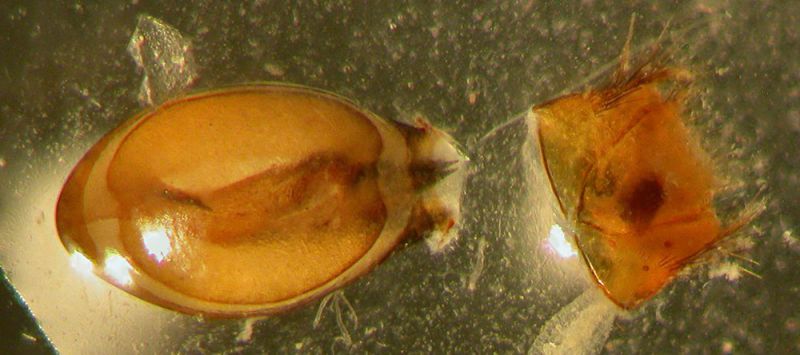 Xantholinus edeago 2.jpg