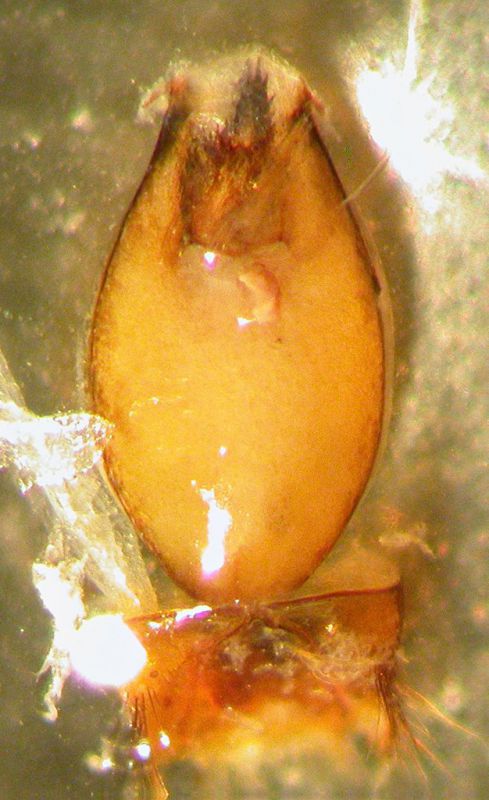 Xantholinus edeago 3.jpg