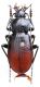 Carabus (Morphocarabus) spasskianus teicherti Mandl, 1963.JPG