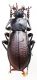 Carabus (Morphocarabus) spasskianus spasskianus Fischer, 1823.JPG