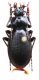 Carabus (Morphocarabus) spasskianus schestopalovi Plutenko, 1995.JPG
