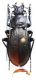Carabus (Morphocarabus) spasskianus putus Motschulsky, 1846.JPG