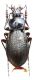 Carabus (Morphocarabus) spasskianus aeruginosiformis Breuning, 1932.JPG