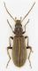 Oedemeridae sp. 1 fem-Oman-R.jpg