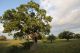Querce3.jpg