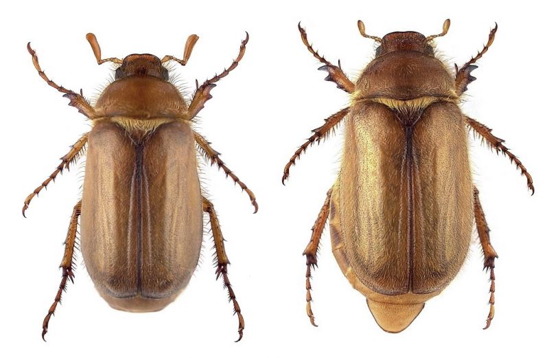 A. burmeisteri - SK, Gajary 2015.jpg