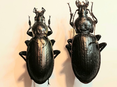 20201109_115743 (400x300).jpg