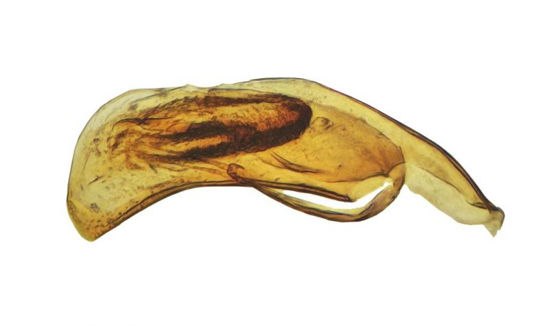 edeago-usslaubi - Copia.jpg