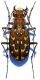 Lophyra (Lophyra) flexuosa sardea Dejean, 1831.jpg