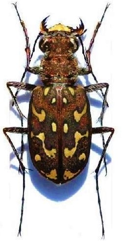 Lophyra (Lophyra) flexuosa sardea Dejean, 1831.jpg