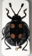Eumorphus marginatus 1.png