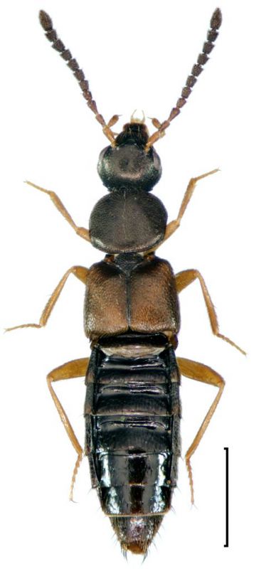 Atheta aquatilis(Thomson, 1867).jpg