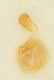 resized75-Atheta_aquatilis_g_5x_AB-329491733272758987.jpg