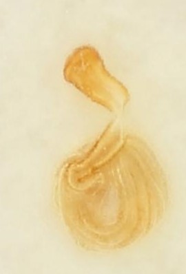 resized75-Atheta_aquatilis_g_5x_AB-329491733272758987.jpg