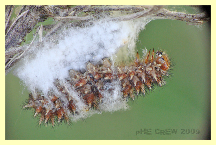 uova di braconidae e bruco.JPG