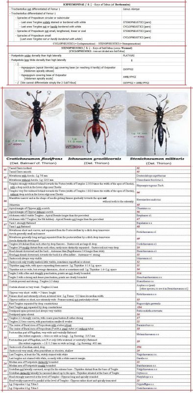OXYPYGI - Début + clé - COMPLET.jpg