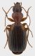 Cymindis-Spagna.jpg